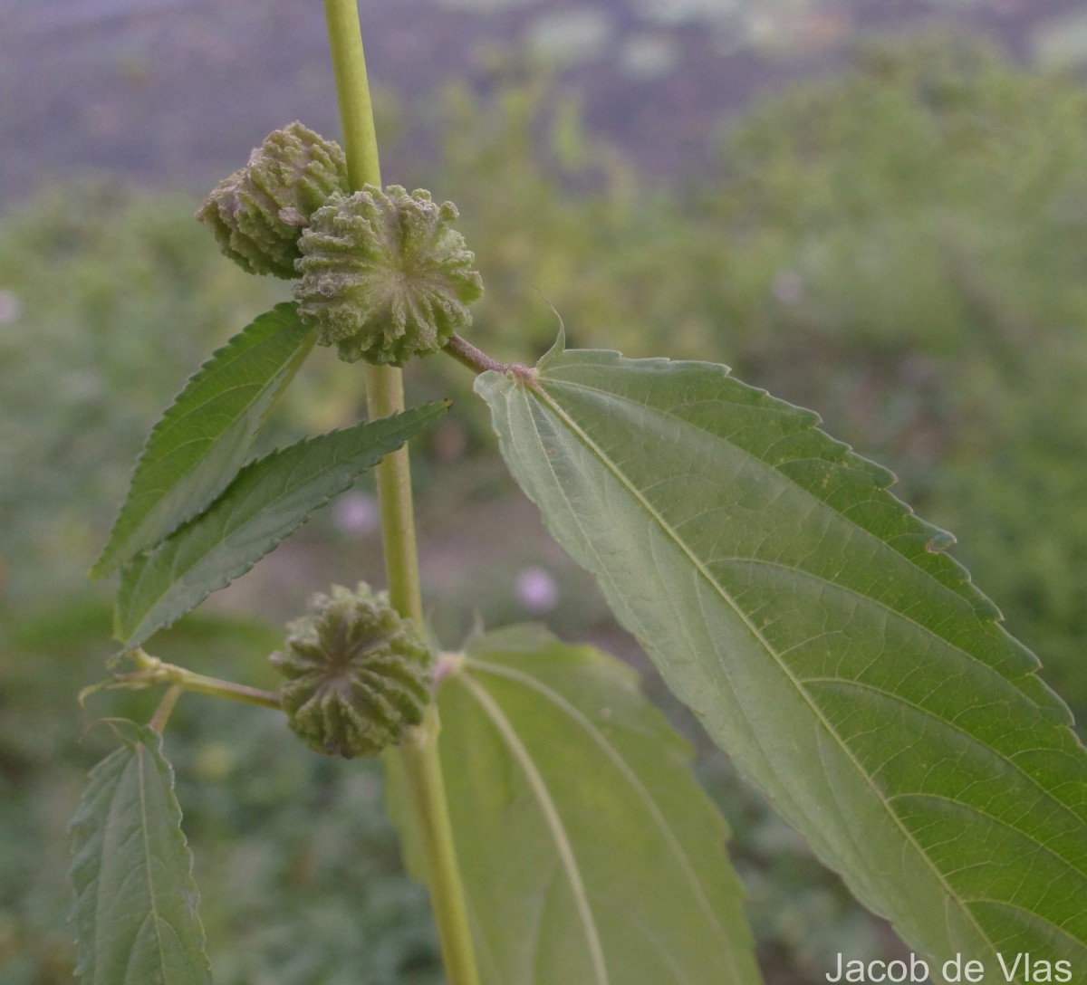 Corchorus capsularis L.